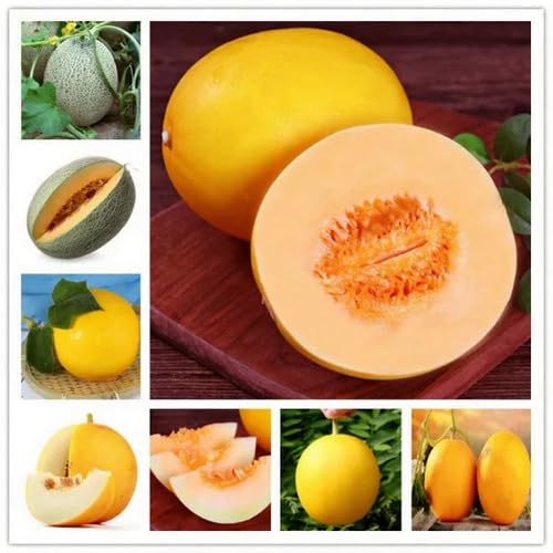 Mixed Cantaloupe Seeds – Heirloom, Non-GMO, High Germination Organic Garden Seeds