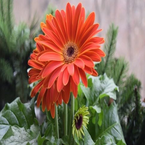 Semillas de Flores Gerbera – Semillas de Jardín Orgánicas para Sembrar, de Herencia, Sin OGM, Alta Germinación