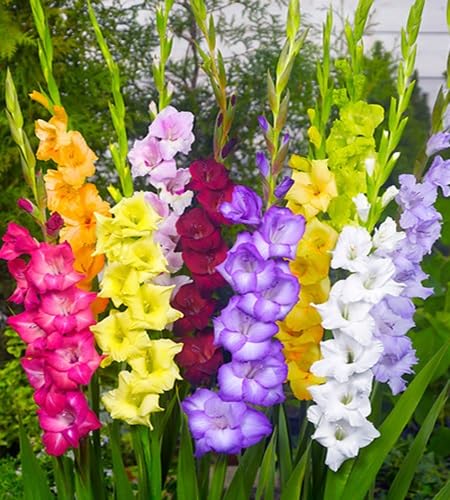 Gladiolus Flower Seeds – Heirloom, Non-GMO, High Germination Organic Garden Seeds for Planting