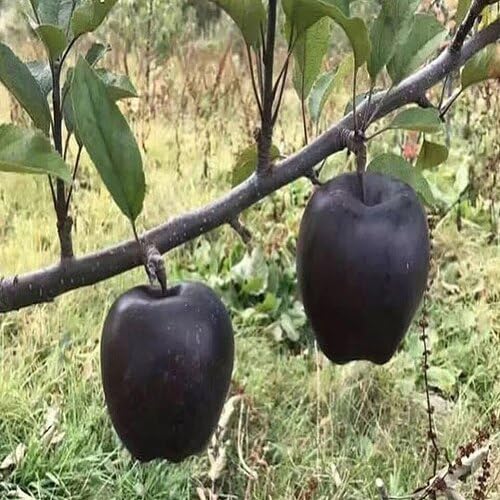 Black Apple Seeds – Heirloom, Non-GMO, High Germination Organic Garden Seeds