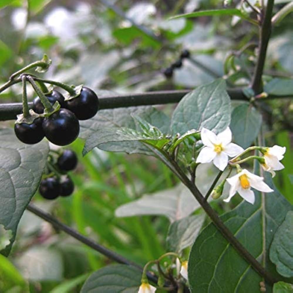 Black Nigrum Seeds Heirloom Non-GMO High Germination Organic Garden Seeds for Planting