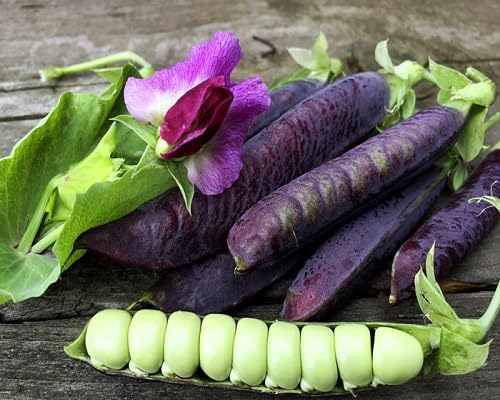 Snow Pea Desiree Purple Pod Seeds – Heirloom, Non-GMO, High Germination Organic Garden Seeds Planting