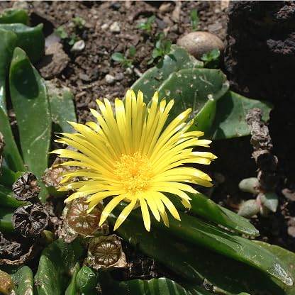 mesembryanthemum flower heirloom non-gmo seeds