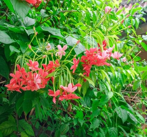Quisqualis Flower Seeds Heirloom Non-GMO High Germination Organic Garden Seeds for Planting