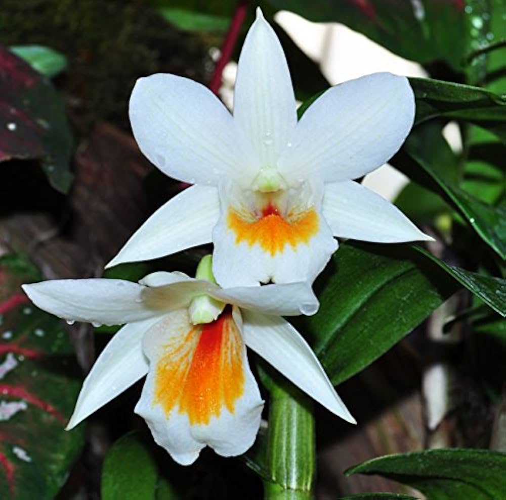 White Orange Orchid Flower Seeds – Heirloom, Non-GMO, High Germination Seeds