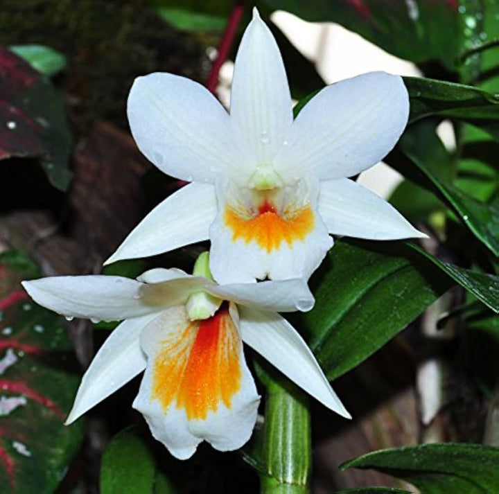 White Orange Orchid Flower Seeds – Heirloom, Non-GMO, High Germination Seeds