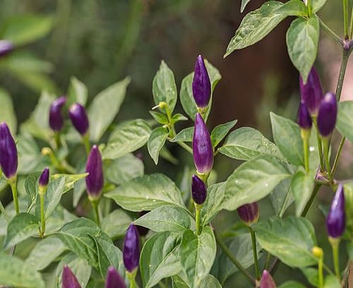 Chilli – Heirloom, Non-GMO, High Germination Organic Garden Seeds Planting