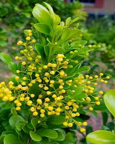 Yellow Aglaia Odorata Seeds for Planting Heirloom Non-GMO High Germination Organic Garden Seeds