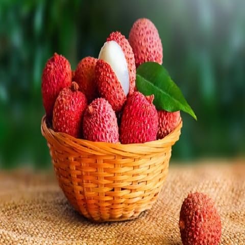 Longan Seeds – Heirloom, Non-GMO, High Germination Organic Garden Seeds