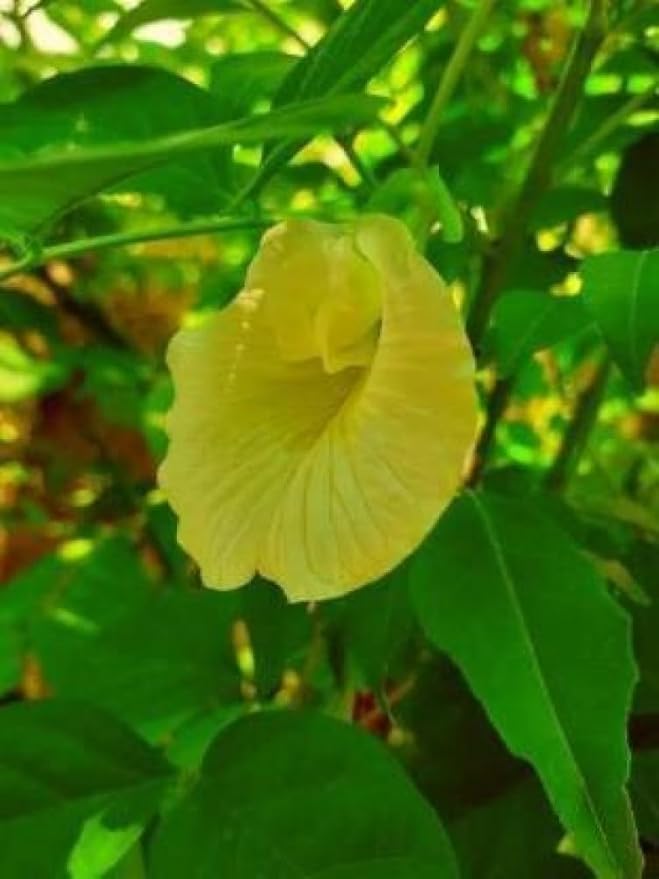 Aparajita Flower Seeds Yellow for Planting – Heirloom Non-GMO High Germination Organic Seeds