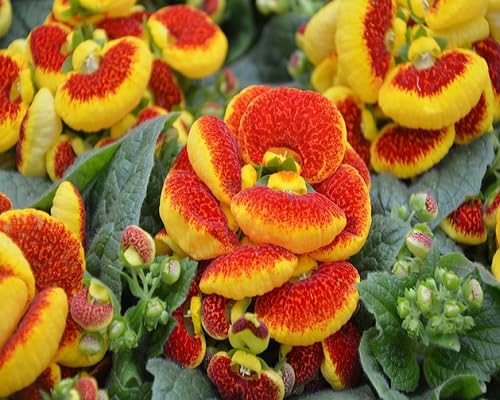calceolaria flower perennial heirloom non-gmo seeds