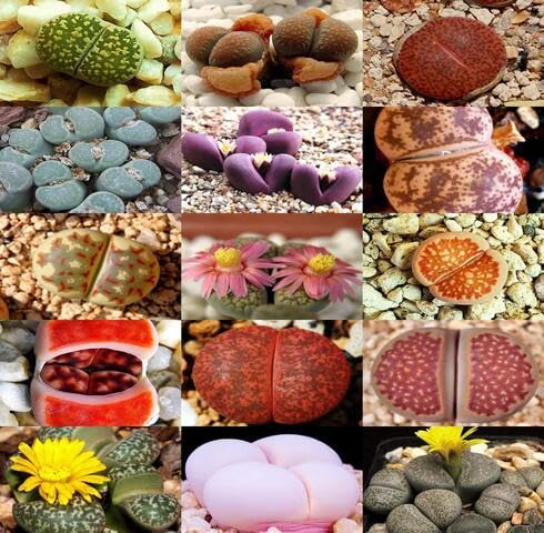 green lithops flower seeds