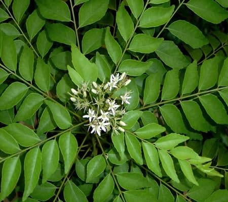 Curry Leaf – Heirloom, Non-GMO, High Germination Organic Garden Seeds Planting