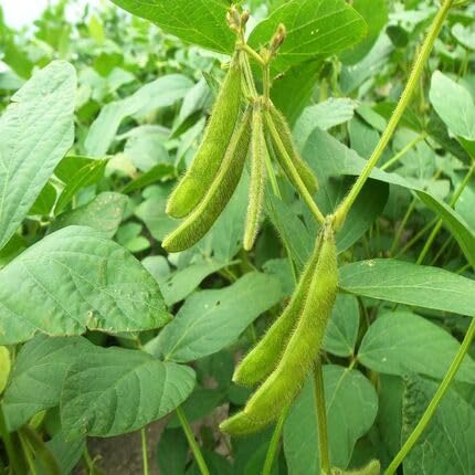 Soyabeans Green Seeds – Heirloom, Non-GMO, High Germination Organic Garden Seeds Planting