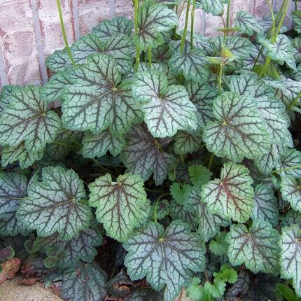 green heuchera flower seeds