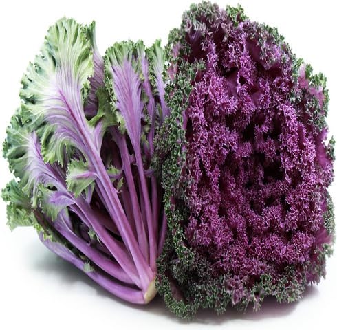 Purple Kale Seeds – Heirloom, Non-GMO, High Germination Organic Garden Seeds Planting