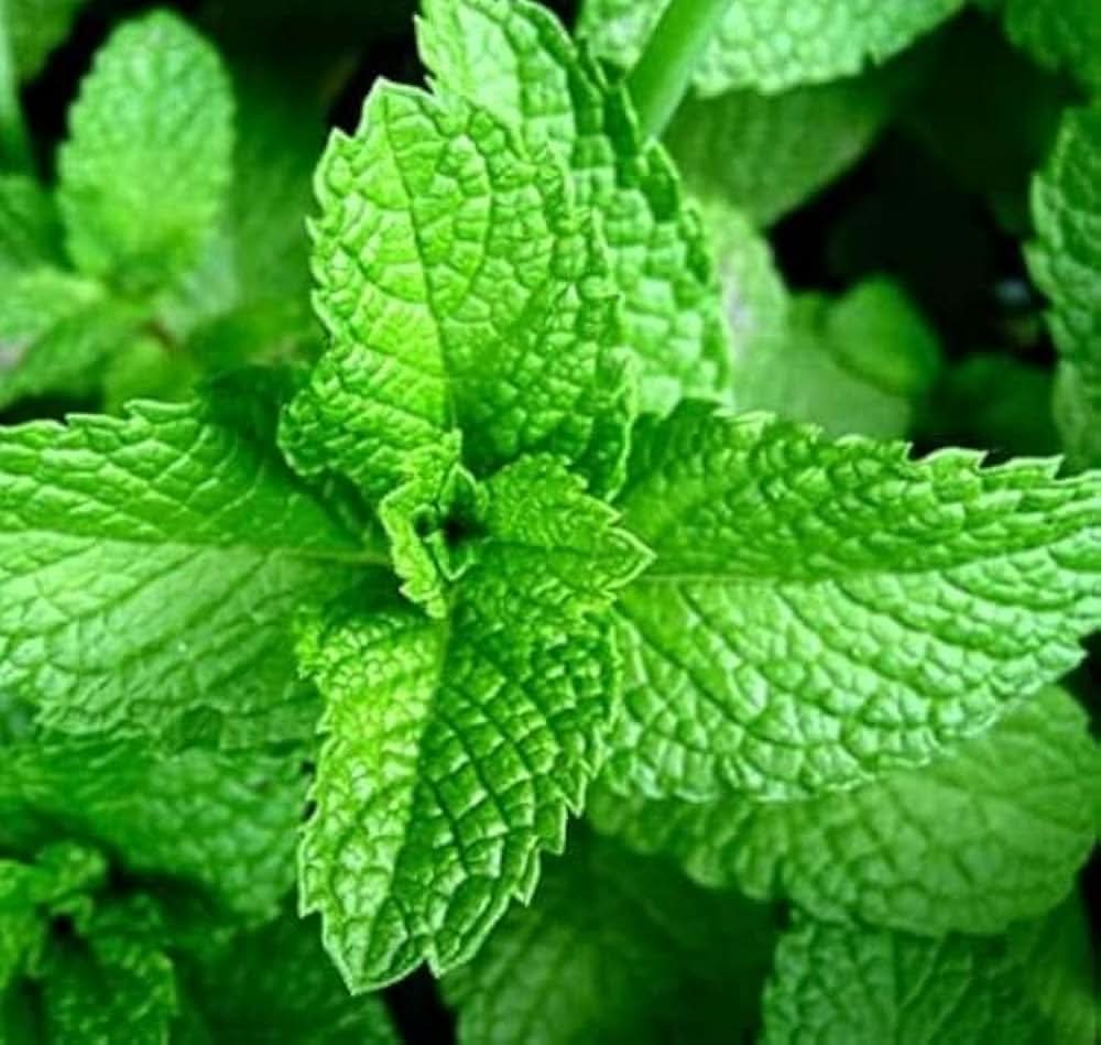 Culinary Herbs herb seeds