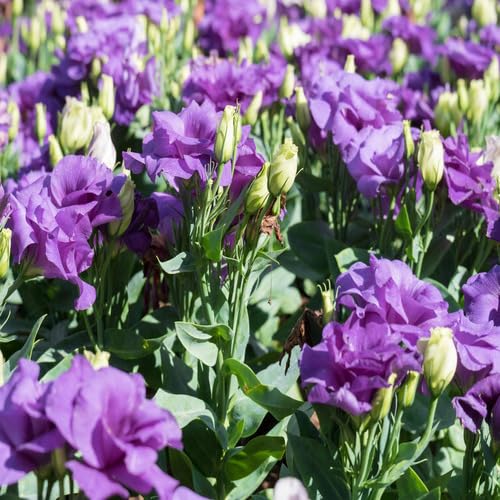Violet Eustoma Flower Seeds – Heirloom Non-GMO High Germination Organic Garden Seeds