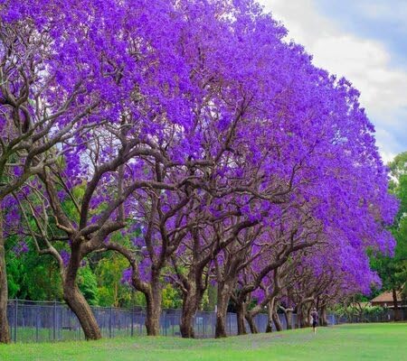 purple jacaranda tree heirloom non-gmo seeds