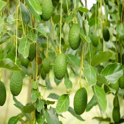 Avacado Seeds – Heirloom, Non-GMO, High Germination Organic Garden Seeds