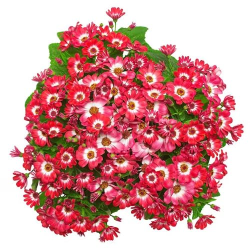 Cineraria Flower Seeds Red – Heirloom, Non-GMO, High Germination Organic Garden Seeds for Planting