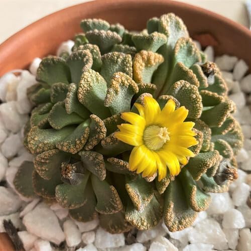 yellow titanopsis flower seeds