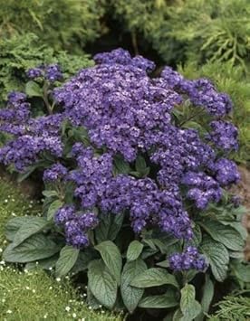 purpleheliotropeflowerheirloomnongmo flower seeds