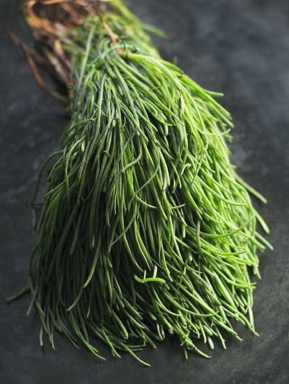 Agretti Samen – Alte Sorte, Non-GMO, Keimstarke Bio-Gartensamen zur Pflanzung