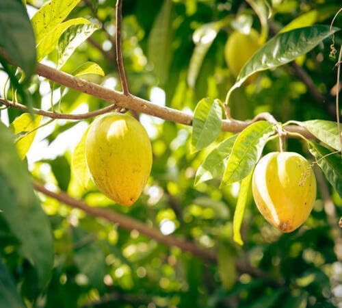 Yellow Canistel Seeds – Heirloom, Non-GMO, High Germination Organic Garden Seeds