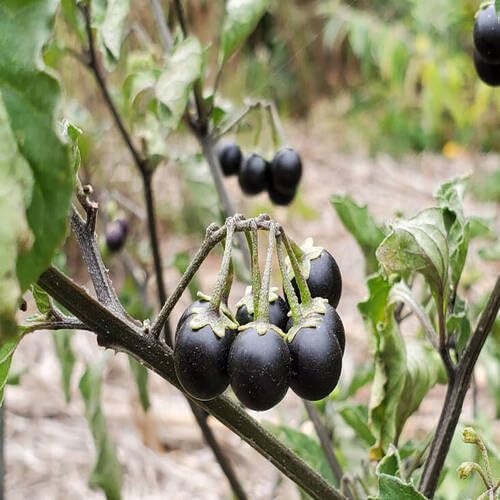 Black Solanum Fruit Seeds – Heirloom, Non-GMO, High Germination Organic Garden Seeds