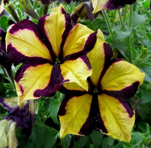 Yellow Marron Petunia Flower Seeds – Heirloom, Non-GMO, High Germination Organic Garden Seeds for Planting