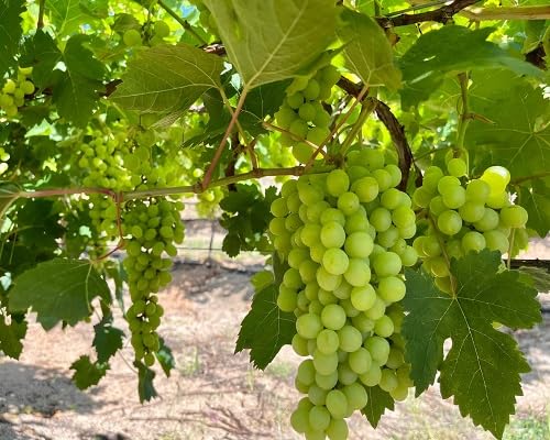 Green Grape Seeds – Heirloom, Non-GMO, High Germination Organic Garden Seeds