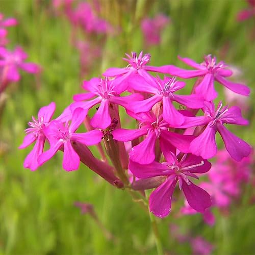 Semillas de Silene – Semillas de Jardín Orgánicas para Siembra, de Herencia, Sin OGM, Alta Germinación