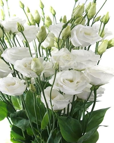 White Eustoma Flower Seeds Heirloom Non-GMO High Germination Organic Garden Seeds for Planting