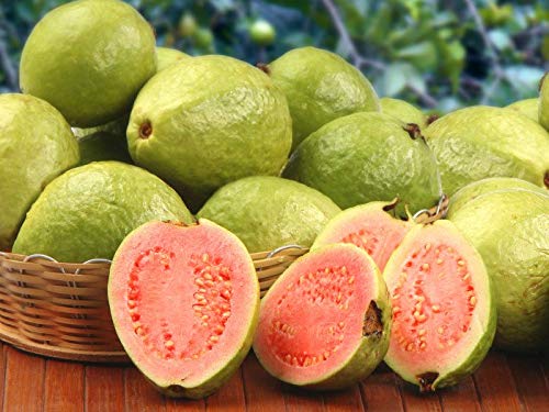 Guava Seeds Pink – Heirloom Non-GMO High Germination Organic Garden Seeds for Planting