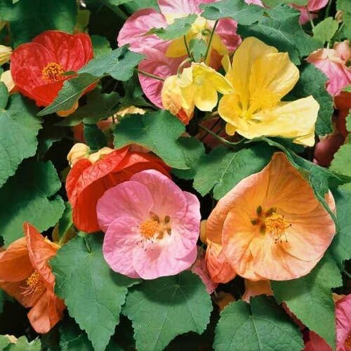 Abutilon Flower Seeds for Planting – Heirloom Non-GMO High Germination Organic Garden Seeds