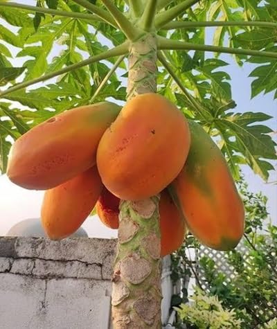 Papaya Seeds Orange – Heirloom, Non-GMO, High Germination Organic Garden Seeds