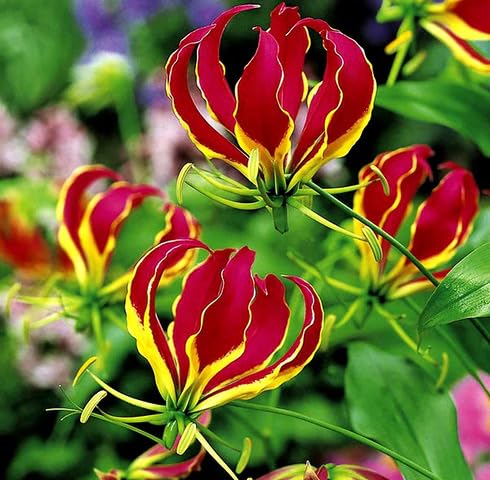 Pink Gloriosa Flower Seeds – Heirloom, Non-GMO High Germination Seeds for Planting | Organic Garden Seeds