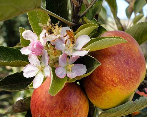 Apple Tree Seeds – Heirloom, Non-GMO, High Germination Organic Garden Seeds