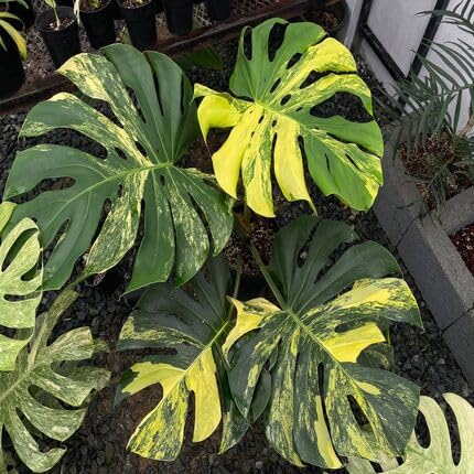 green yellow flower seeds