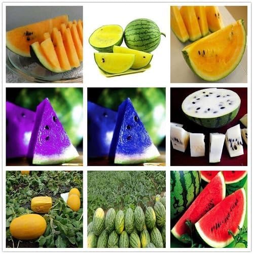 Gemischte Wassermelonenkerne, samenecht, gentechnikfrei, hohe Keimfähigkeit, Bio-Gartensamen zum Pflanzen