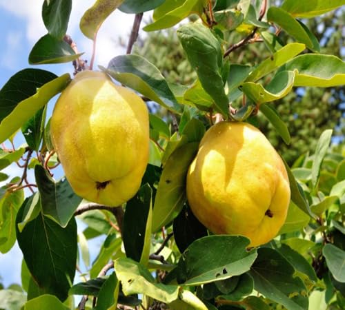 Yellow Quince Seeds Heirloom Non-GMO High Germination Organic Garden Seeds for Planting