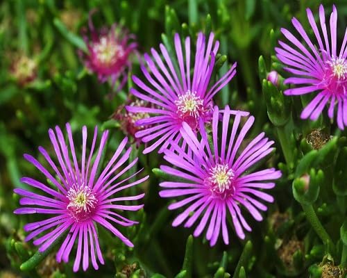 Pink Ice Plant Flower Seeds – Seeds for Planting, Heirloom, Non-GMO, High Germination Organic Garden Seeds