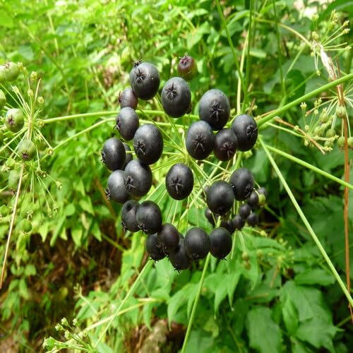 Black Sarsaparilla Seeds Heirloom Non-GMO High Germination Organic Garden Seeds for Planting