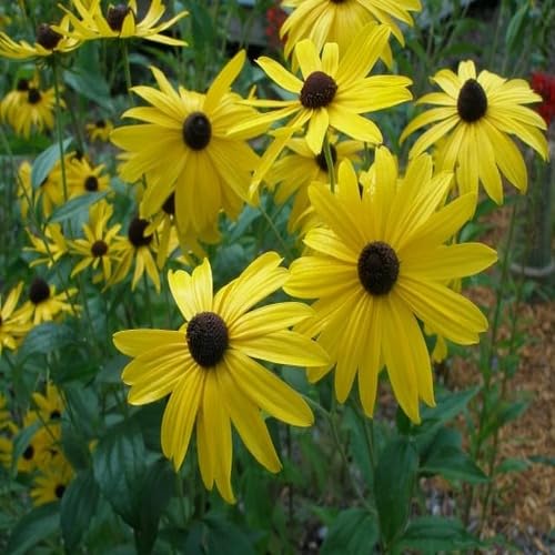 Yellow Rudbeckia Triloba Flower Seeds Heirloom Non-GMO High Germination Organic Garden Seeds for Planting