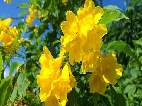 Tecoma Flower Seeds – Heirloom, Non-GMO, High Germination Organic Garden Seeds for Planting