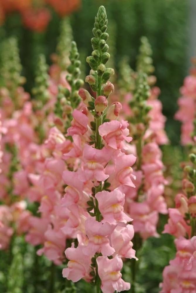 Semillas de flores de Antirrhinum rosa claro – Herencia, no transgénicas, de alta germinación