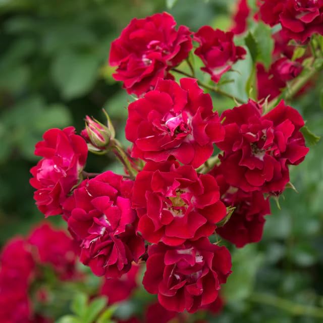 Giant Red Rose Flower Seeds for Planting – Heirloom Non-GMO High Germination Seeds