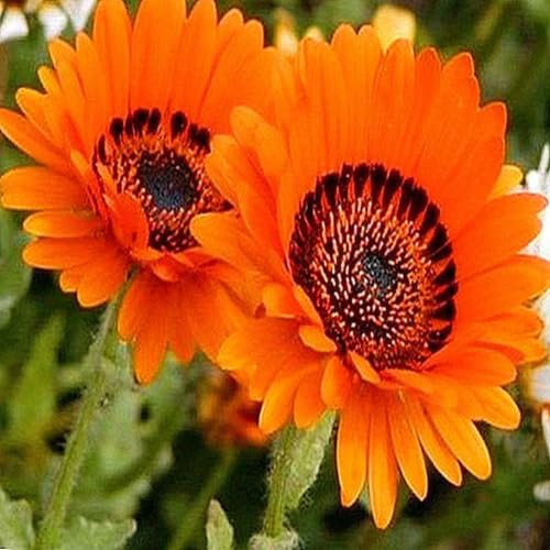 Venidium Fastuosum Flower Seeds for Planting – Heirloom, Non-GMO, High Germination