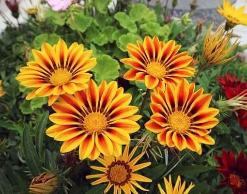 Yellow Red Gazania Flower Seeds – Heirloom Non-GMO High Germination Organic Garden Seeds